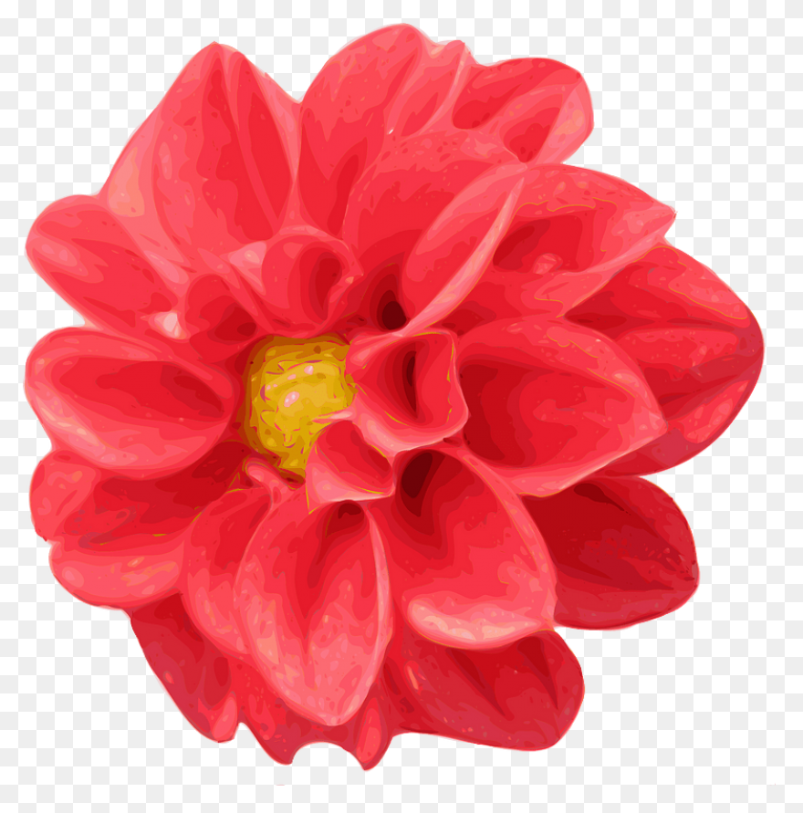 Vector Chrysanthemum Clipart - Full