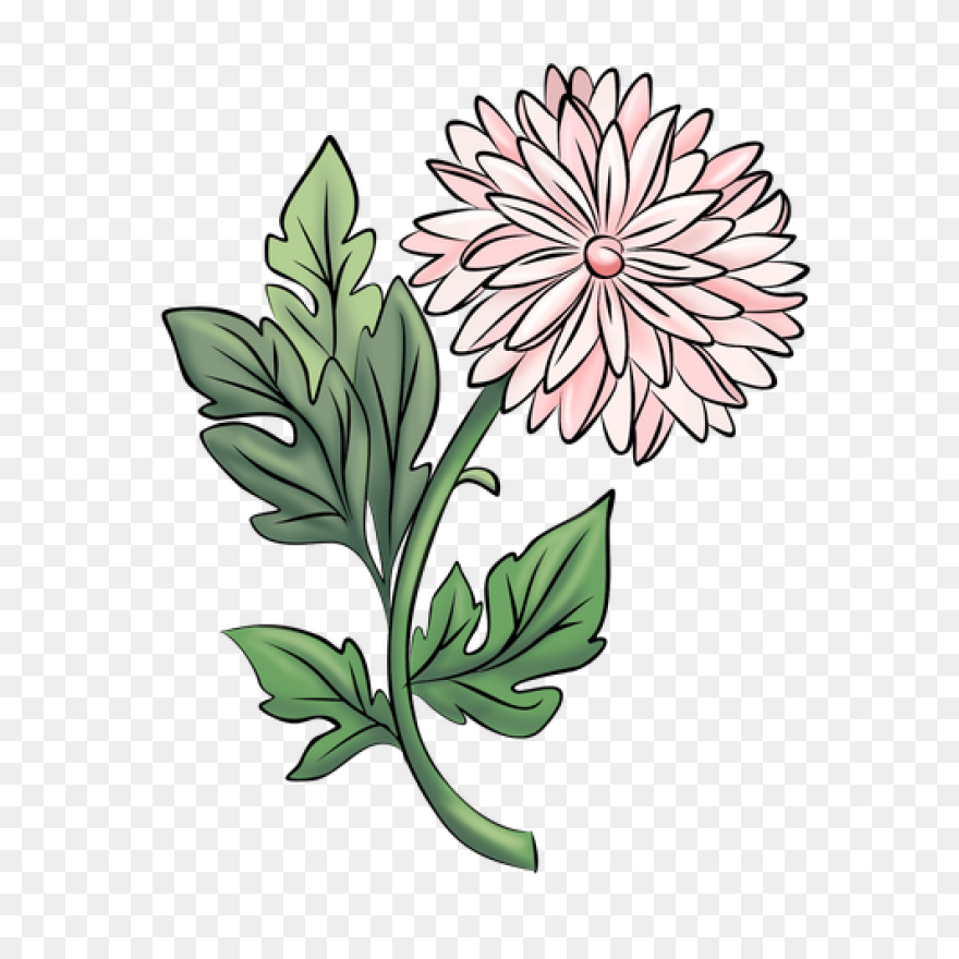 Vector Chrysanthemum Clipart - Full