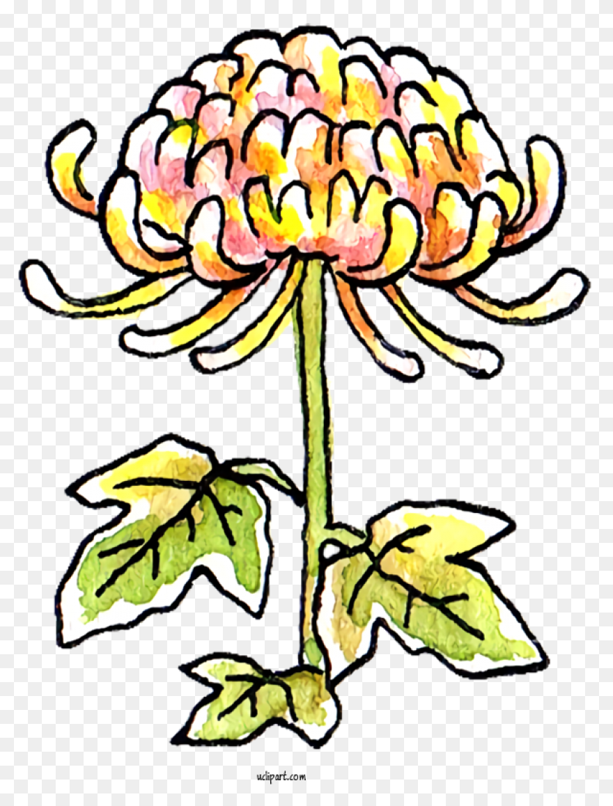 Vector Chrysanthemum Clipart - Full