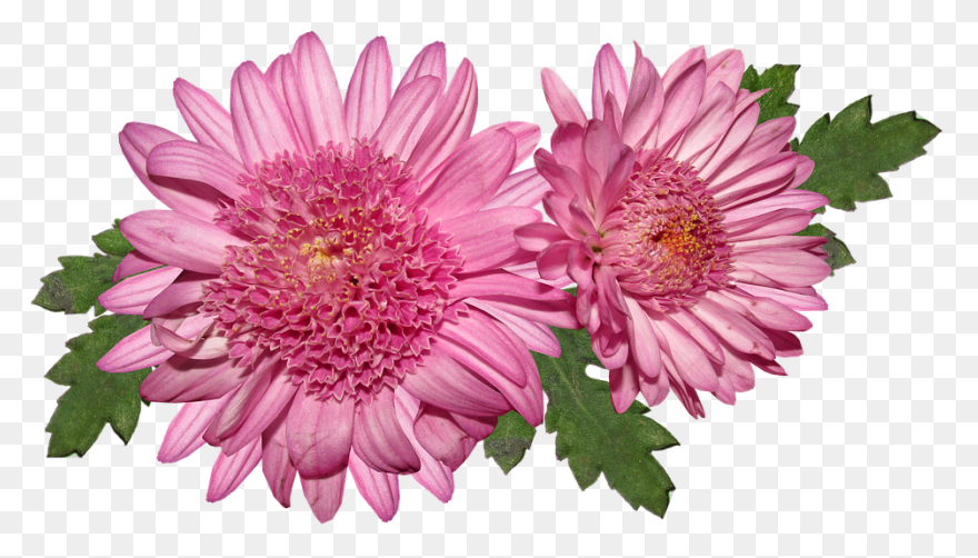 Vector Chrysanthemum Clipart - Full