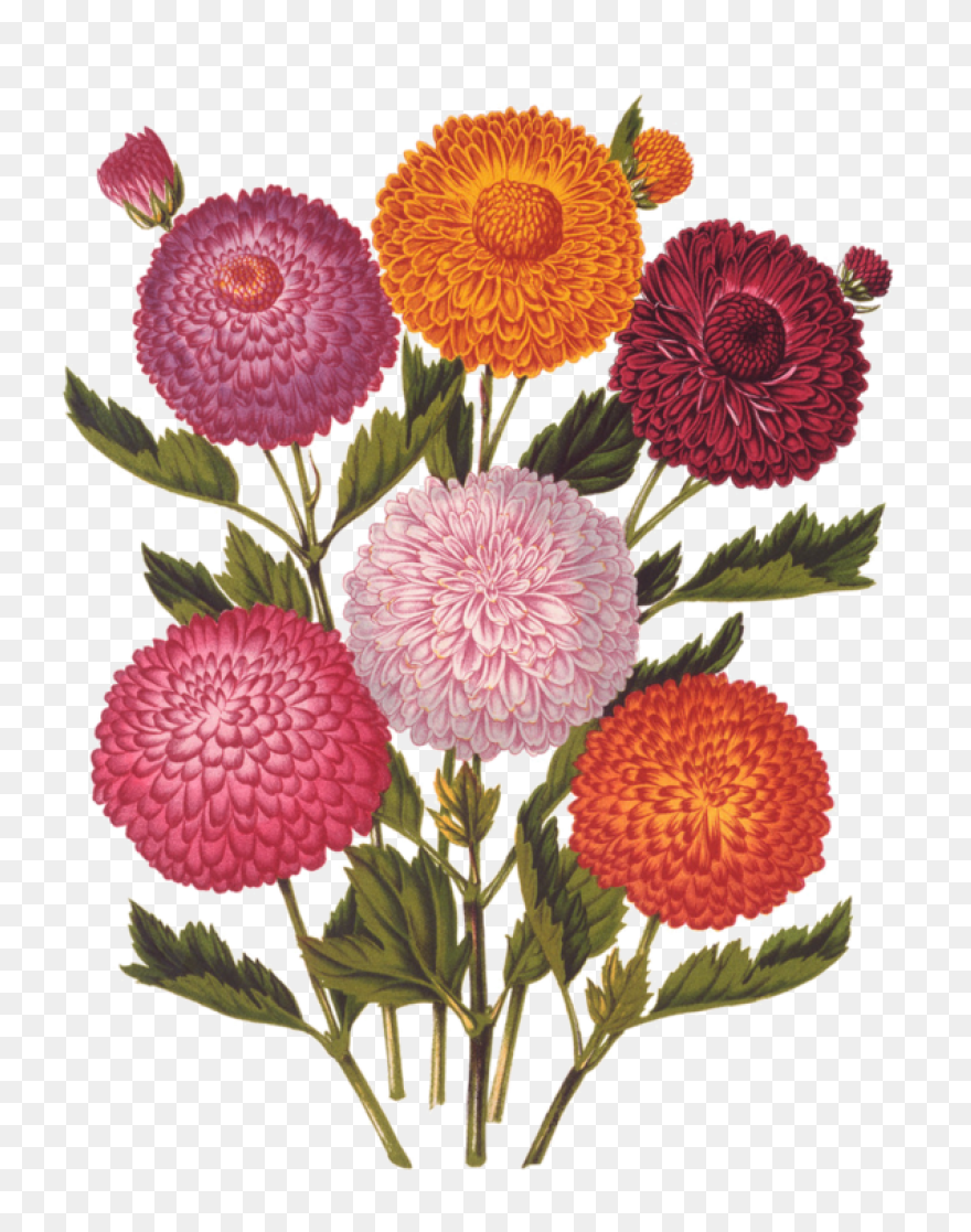 Vector Chrysanthemum Clipart - Full