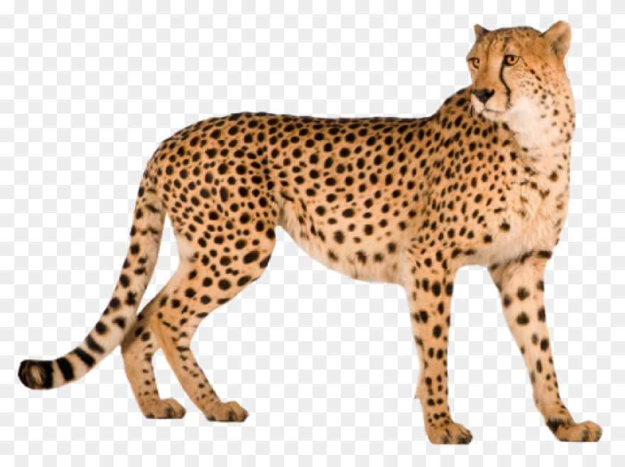 Fursona Pins - Cheetah Asexual