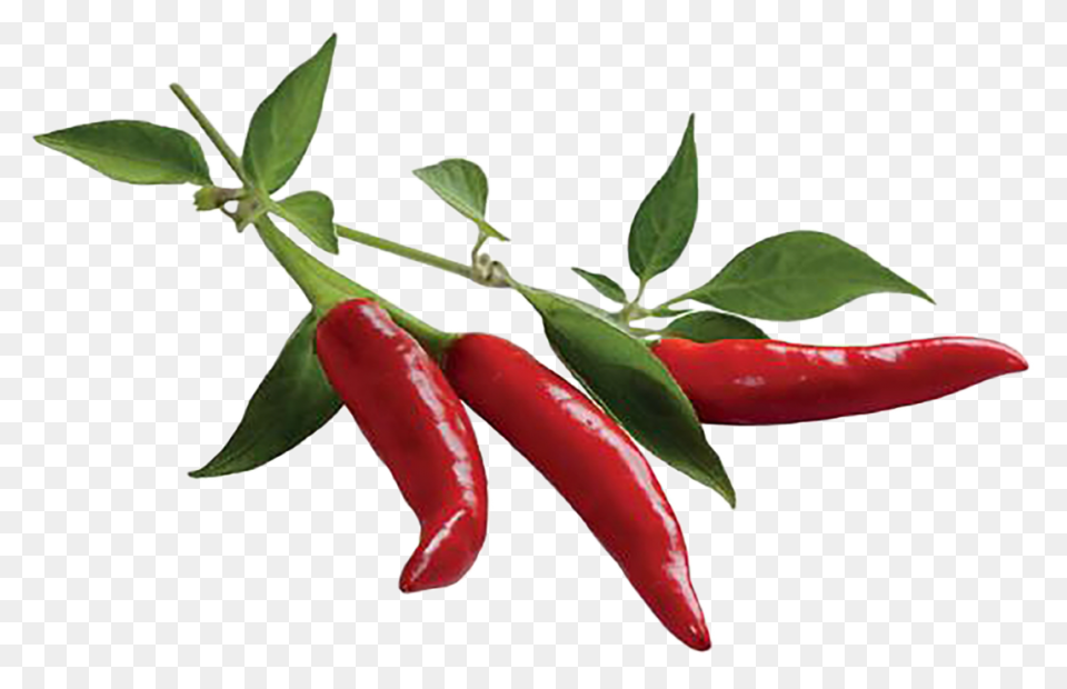 Chili Clipart Kid 5 - ClipartFlare
