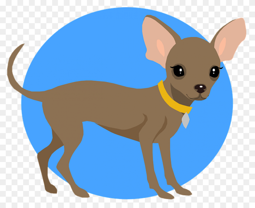 Dog Chihuahua Puppy Free Image - Chihuahua