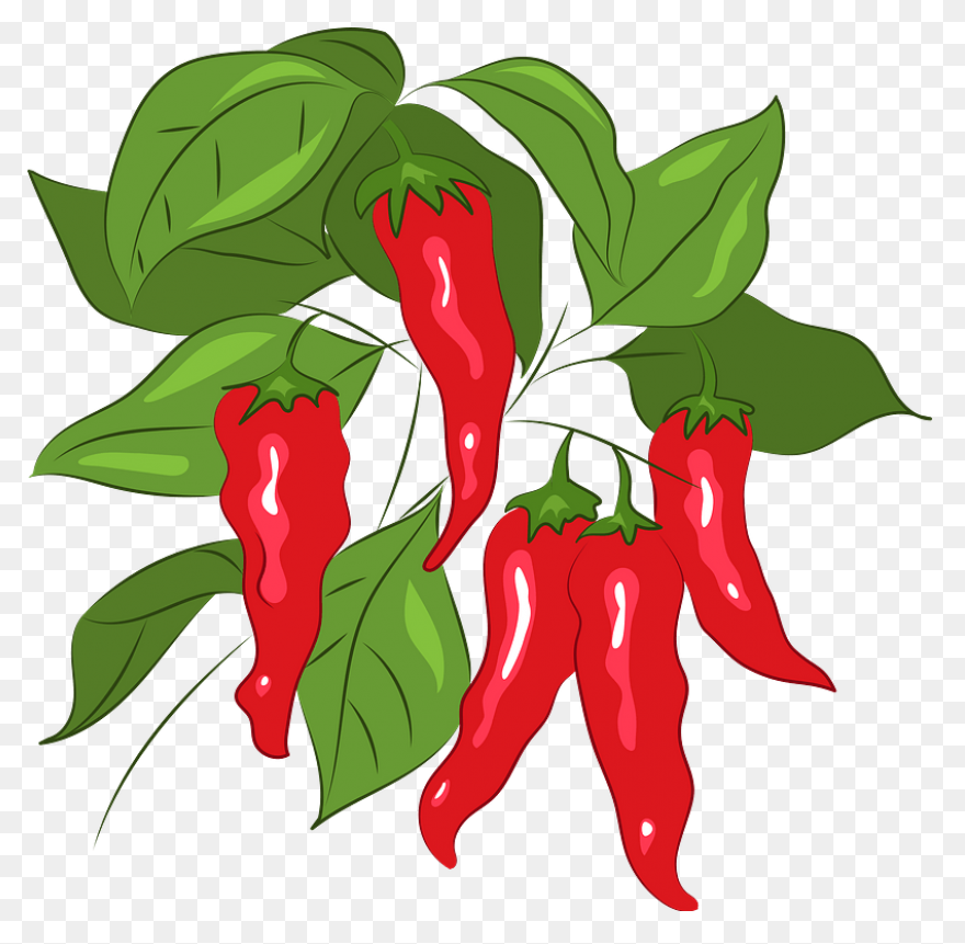 Chili Pepper | Free PNG-WebP