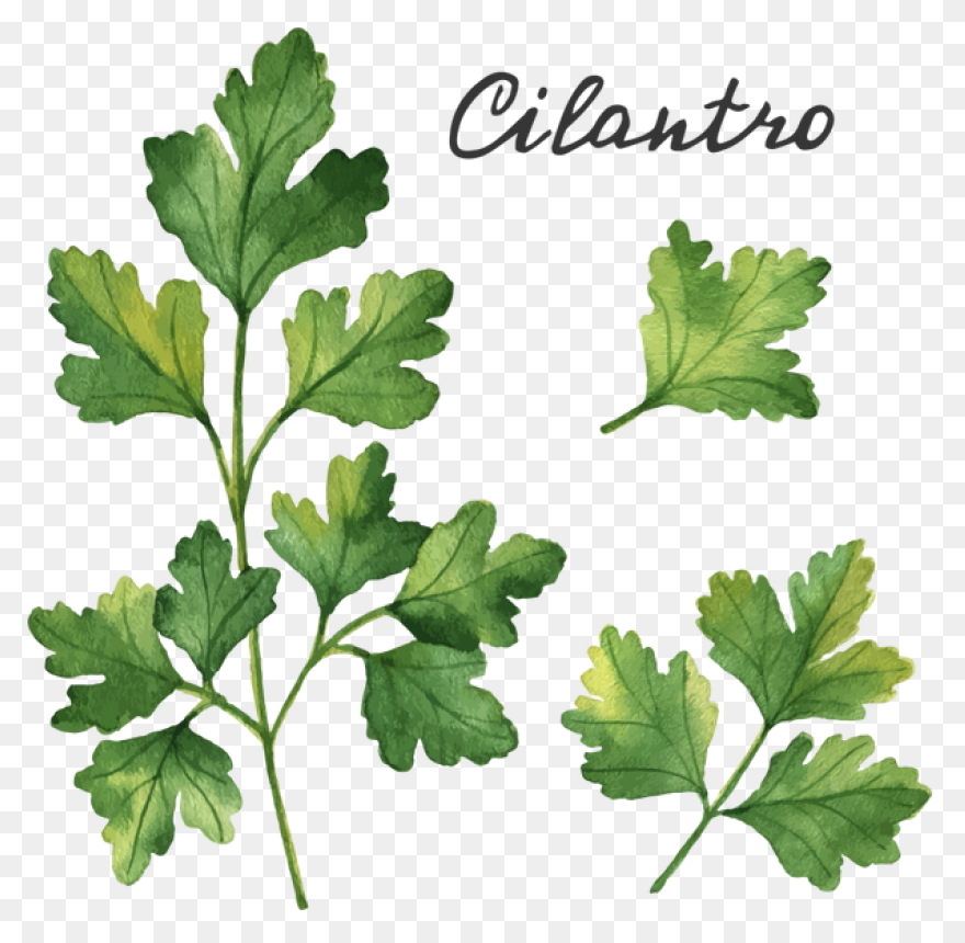 Cilantro Lime Rice Blend | Path Of 