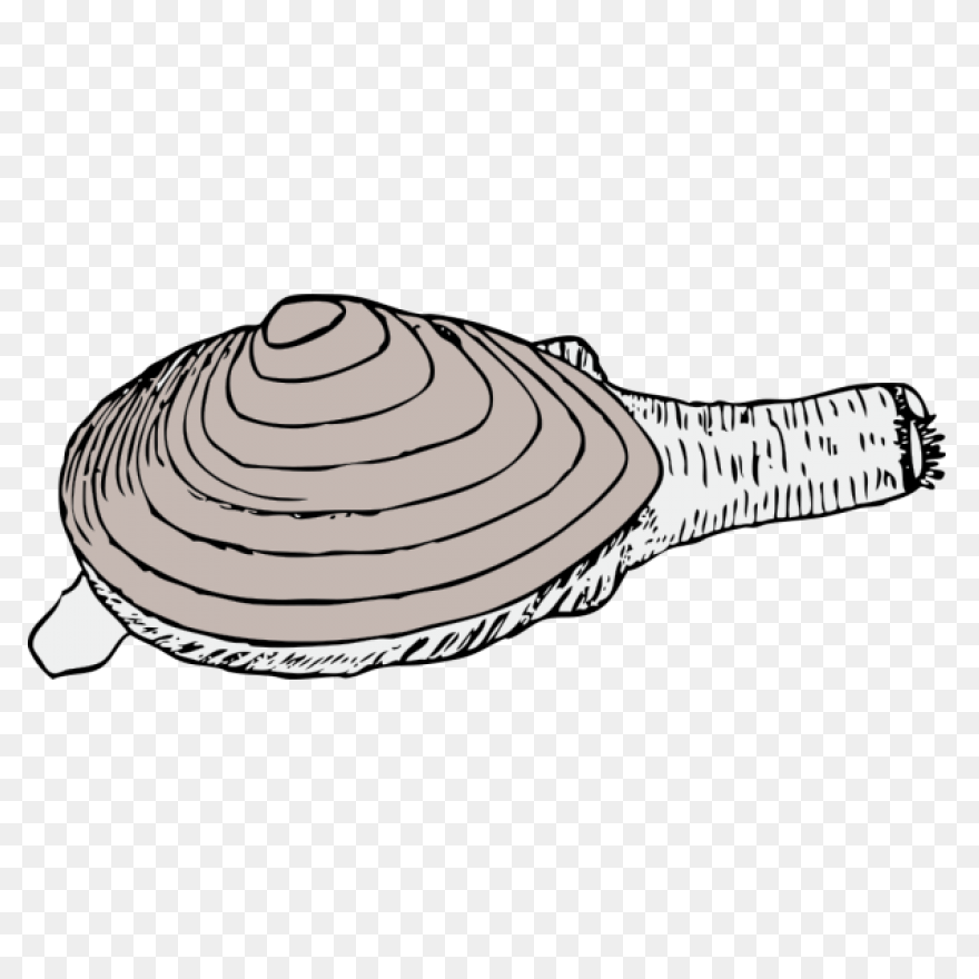Clam Clipart - Clipart Shells | Ful