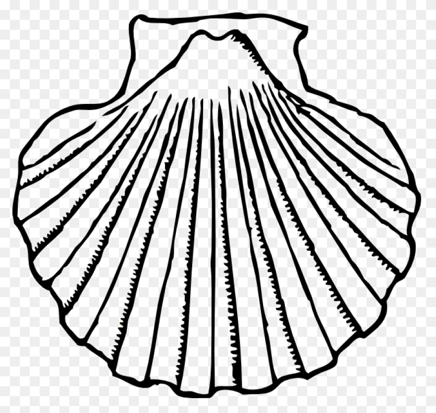 Clam Clipart - Clipart Shells | Ful