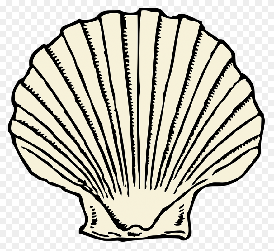 Clam Clipart - Clipart Shells | Ful