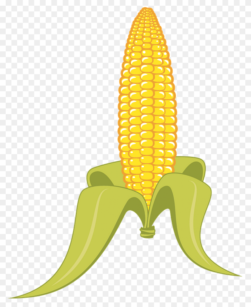Large Husk Of Golden Corn | Clip Ar