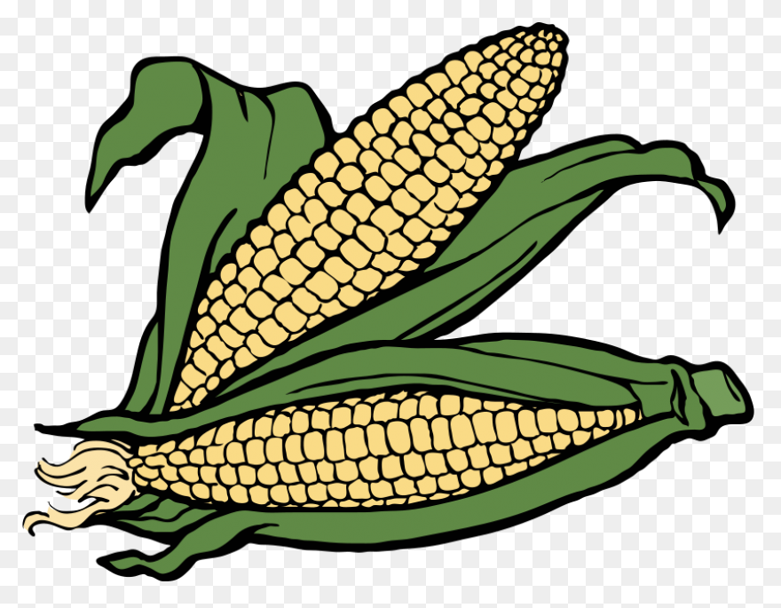 Large Husk Of Golden Corn | Clip Ar