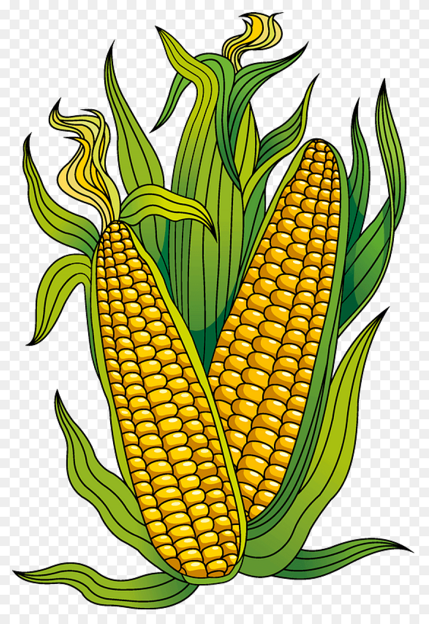 Large Husk Of Golden Corn | Clip Ar