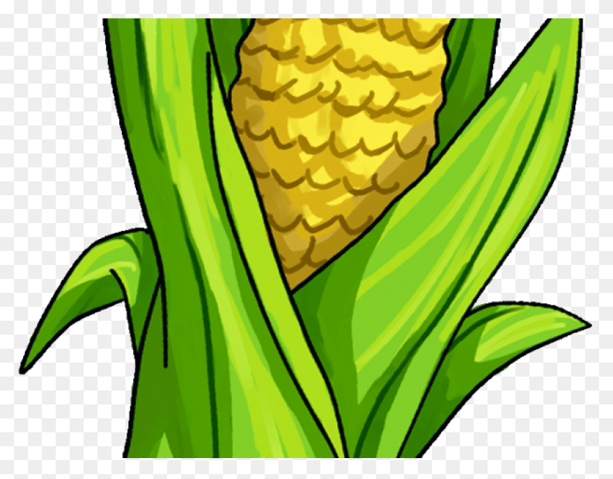 Large Husk Of Golden Corn | Clip Ar