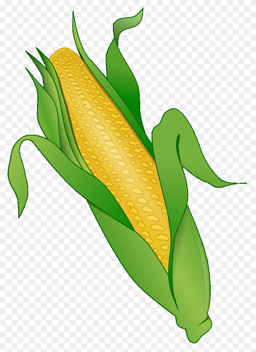 Large Husk Of Golden Corn | Clip Ar