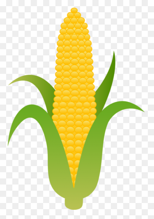 Large Husk Of Golden Corn - Corn