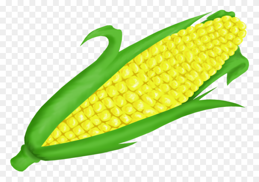 Large Husk Of Golden Corn | Clip Ar