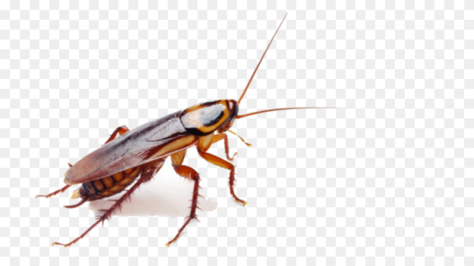 German Cockroach Pest Control And E