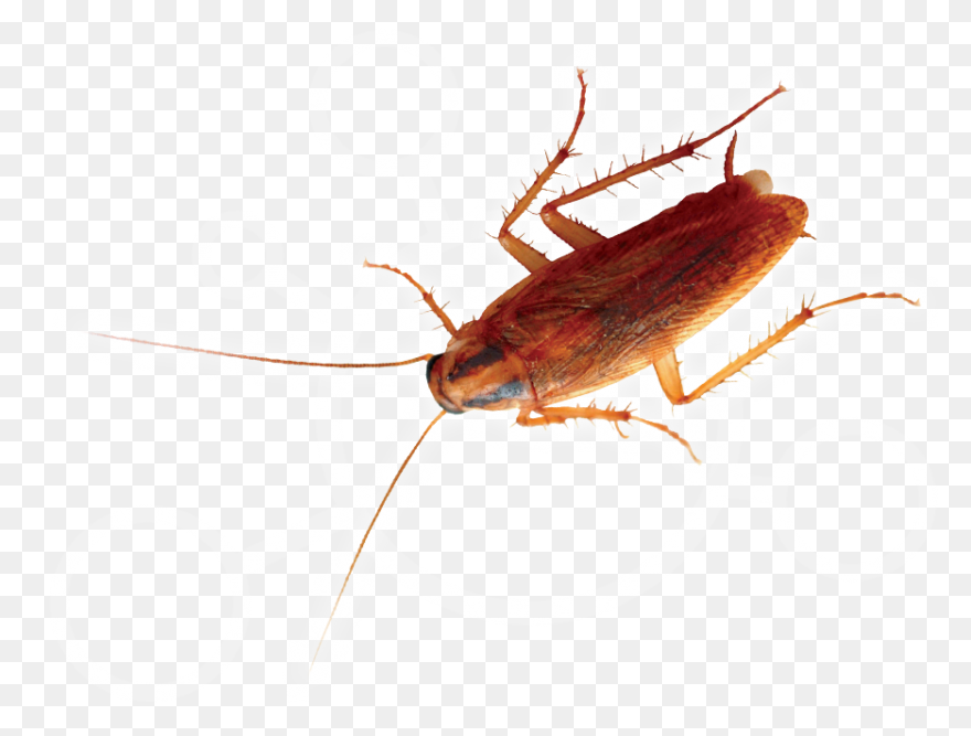 German Cockroach Pest Control And E