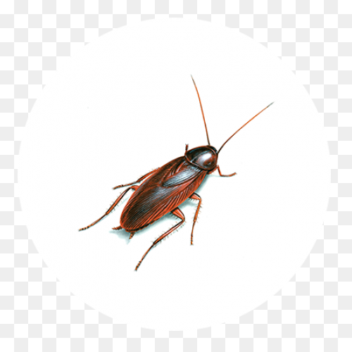 German Cockroach Pest Control And E