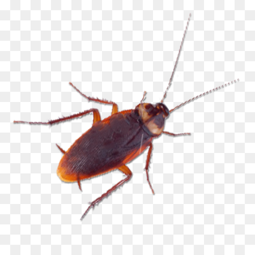 German Cockroach Pest Control And E