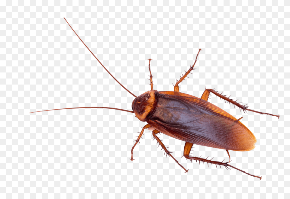 German Cockroach Pest Control And E