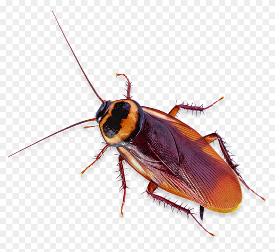 German Cockroach Pest Control And E