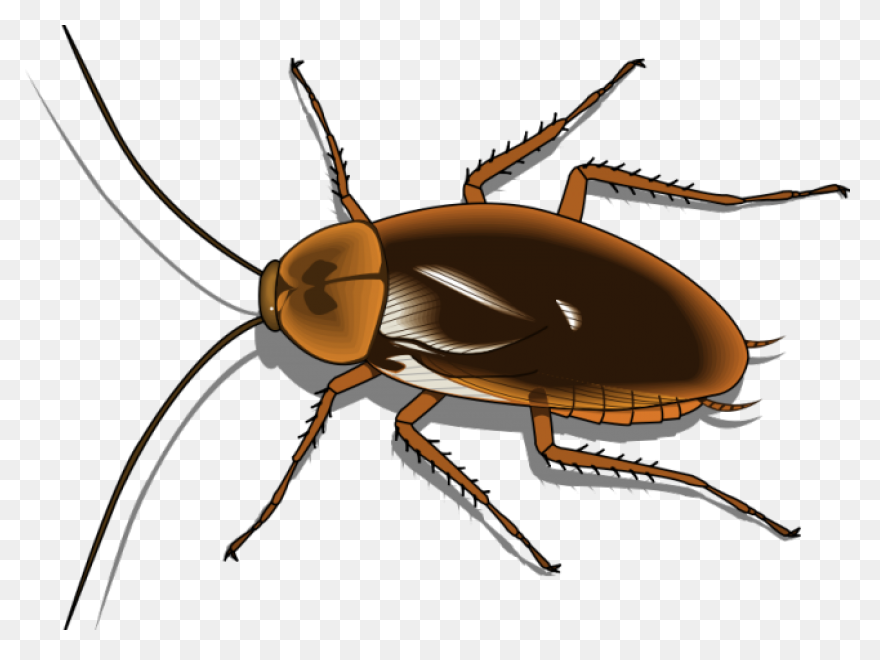 German Cockroach Pest Control And E