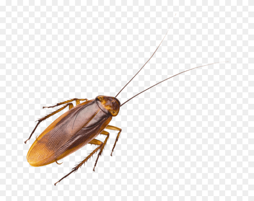German Cockroach Pest Control And E