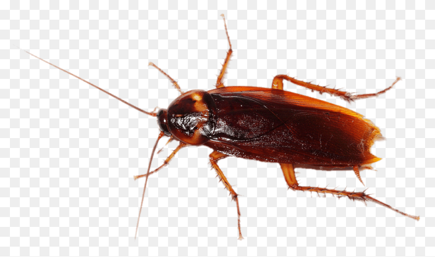 German Cockroach Pest Control And E