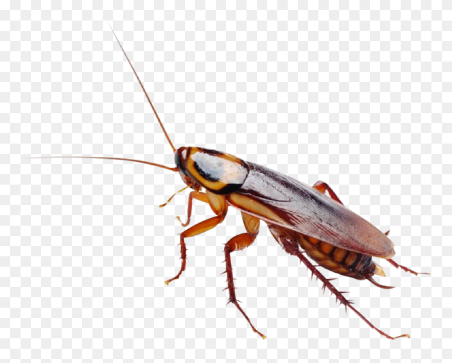 German Cockroach Pest Control And E