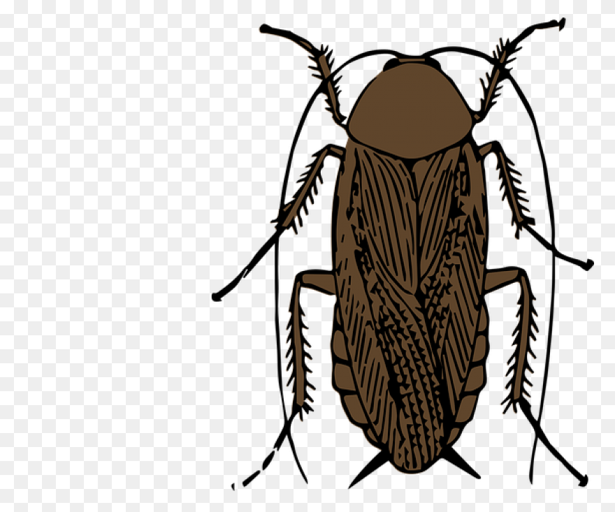 German Cockroach Pest Control And E