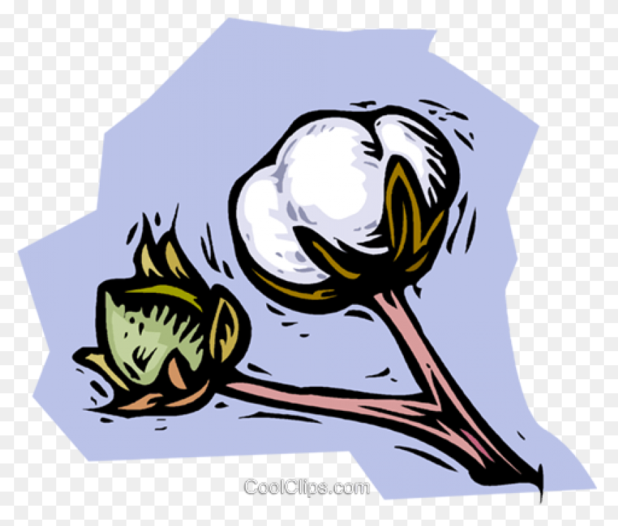 Cotton Plant Royalty Free Vector Cl