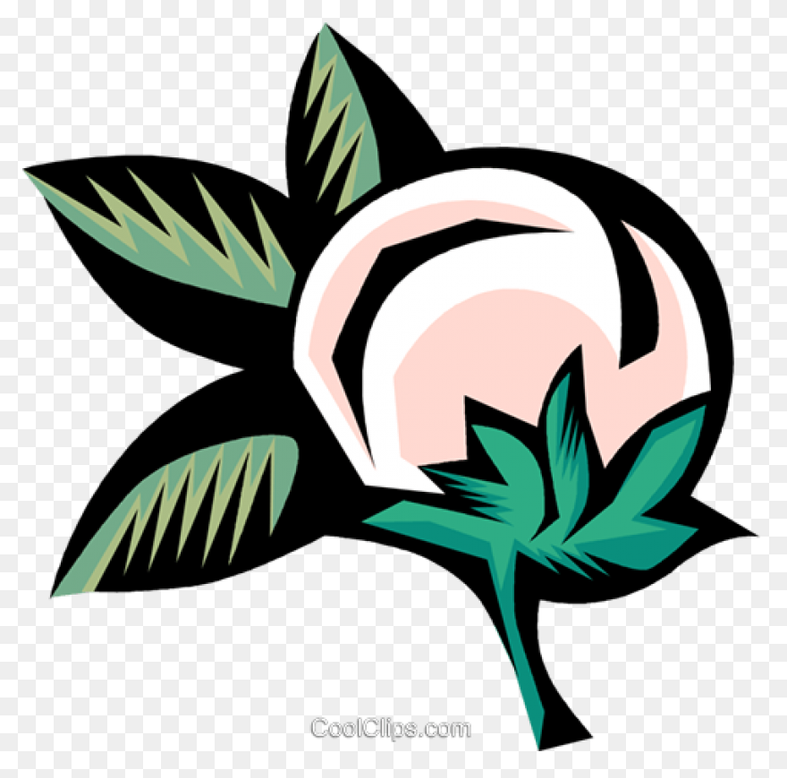 Cotton Plant Royalty Free Vector Cl