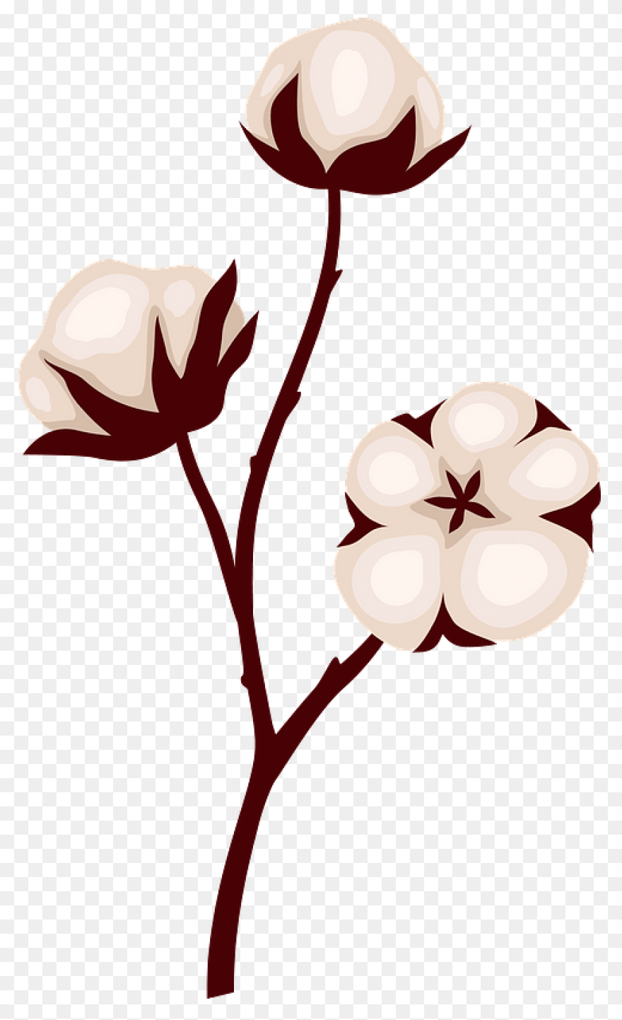 Cotton Plant Royalty Free Vector Cl