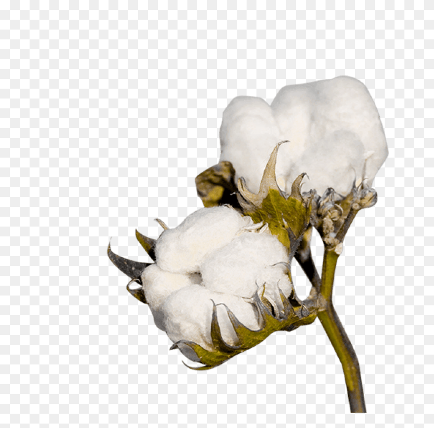 Cotton Plant Royalty Free Vector Cl