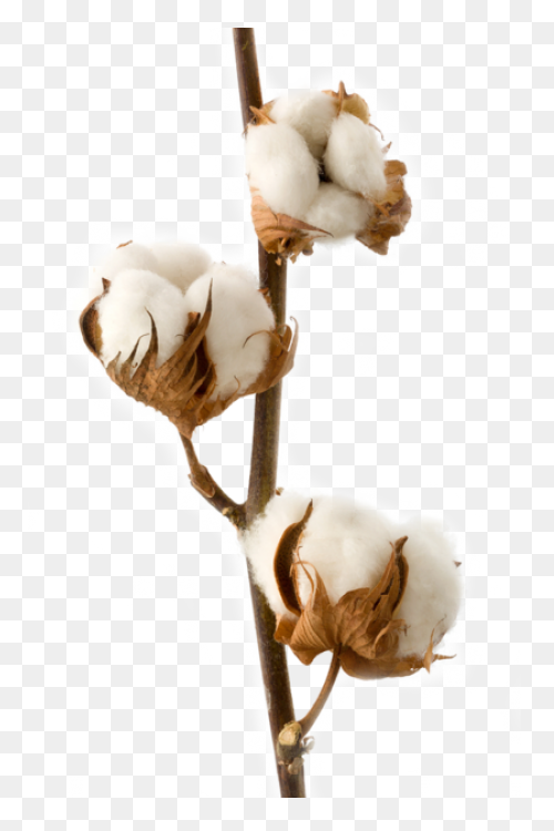 Cotton Plant Royalty Free Vector Cl