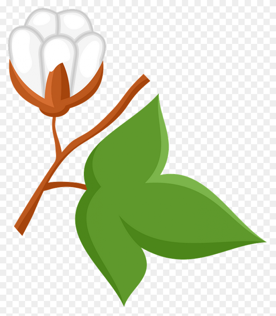 Cotton Plant Royalty Free Vector Cl