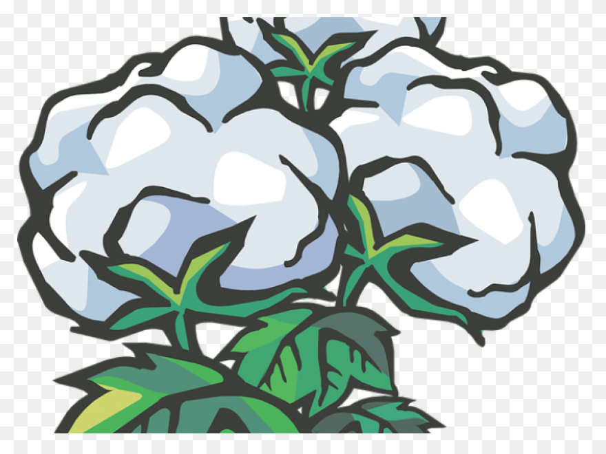 Cotton Plant Royalty Free Vector Cl
