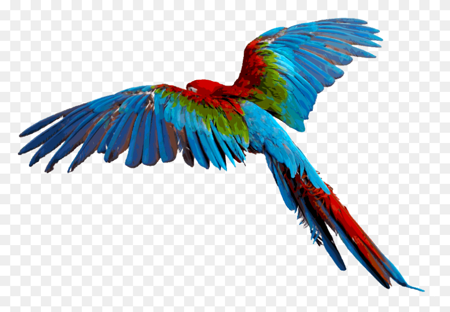 Aves Birds Flying - Free Vector Gra