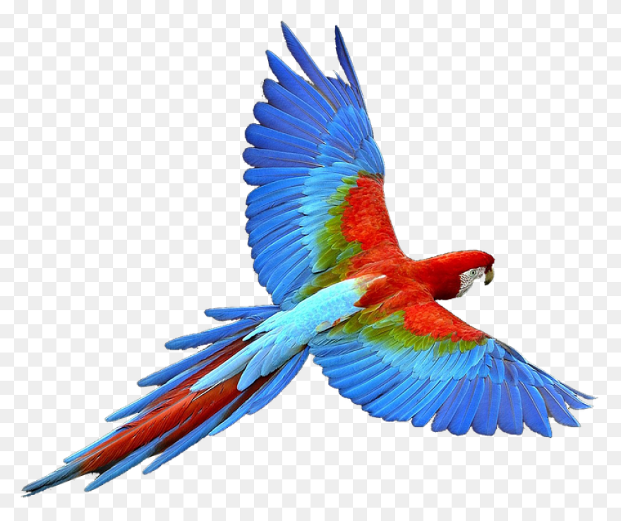 Aves Birds Flying - Free Vector Gra