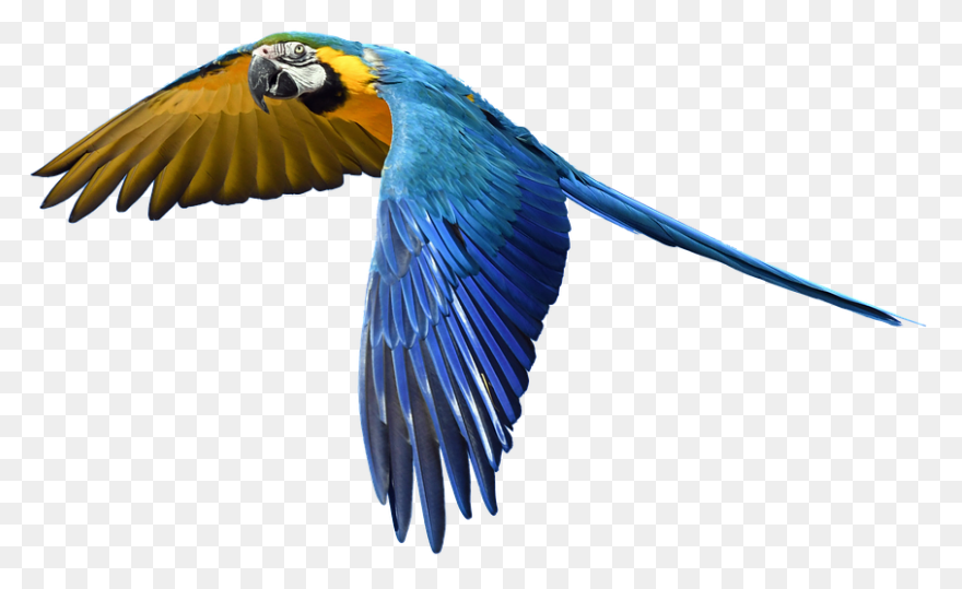 Aves Birds Flying - Free Vector Gra