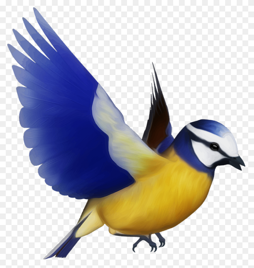 Aves Birds Flying - Free Vector Gra