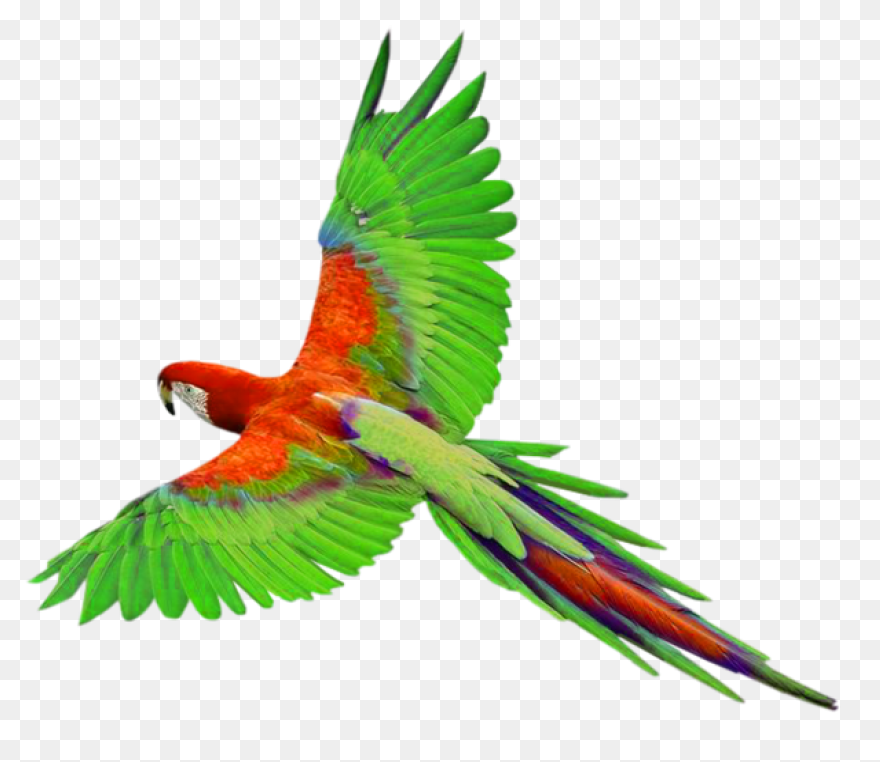 Aves Birds Flying - Free Vector Gra