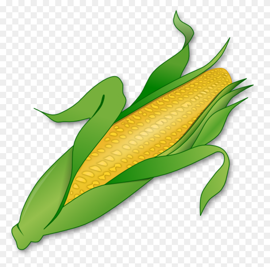 Free Corn Stalk Clipart, Download F