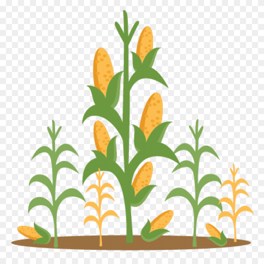 Free Corn Stalk Clipart, Download F