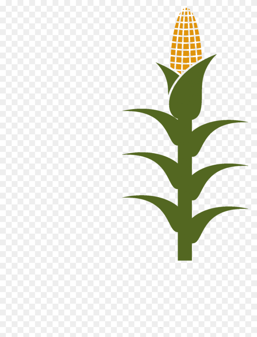 Free Corn Stalk Clipart, Download F