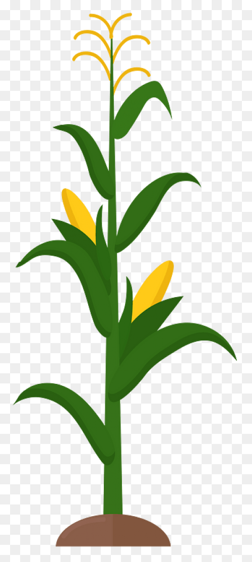Free Corn Stalk Clipart, Download F
