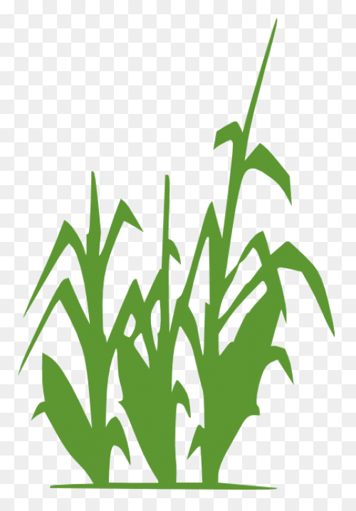 Free Corn Stalk Clipart, Download F