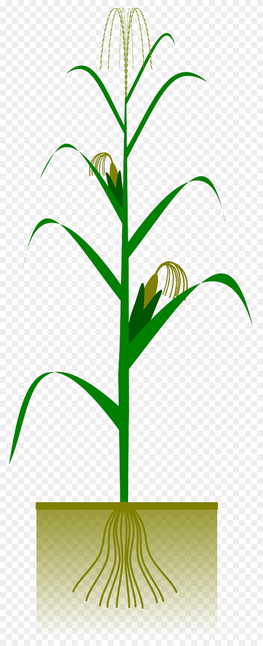 Free Corn Stalk Clipart, Download F