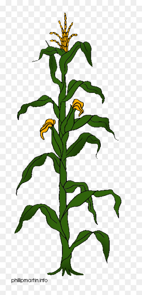 Free Corn Stalk Clipart, Download F